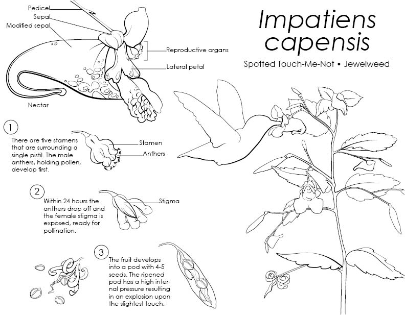 Impatiens capensis